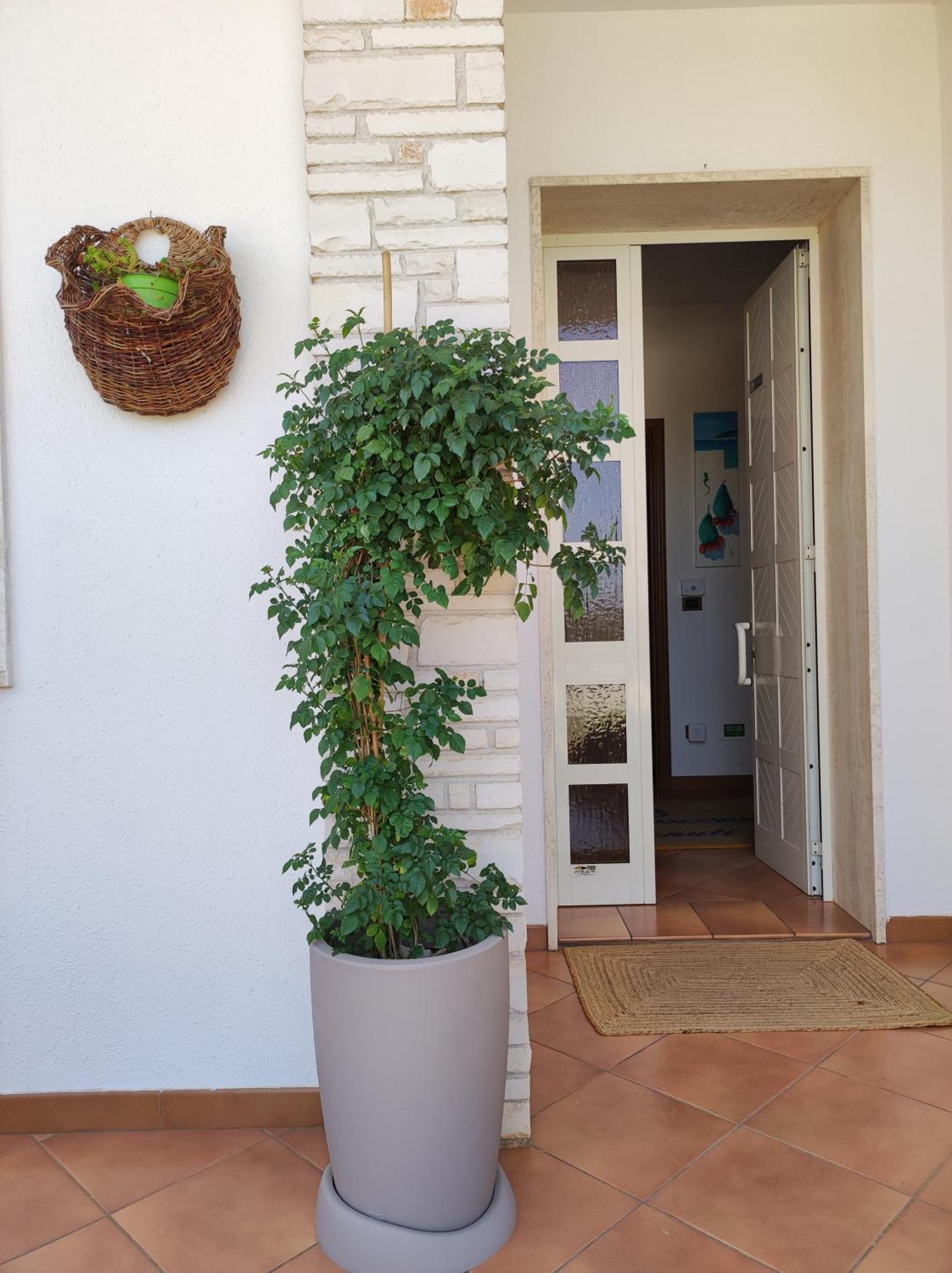 טריקאסה Contrada Macchia B&B מראה חיצוני תמונה